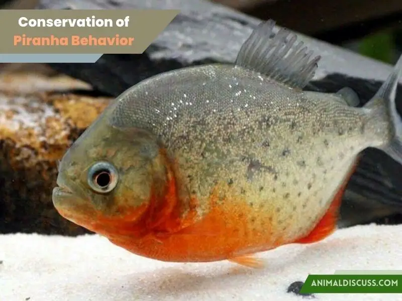 Conservation of Piranha Behavior