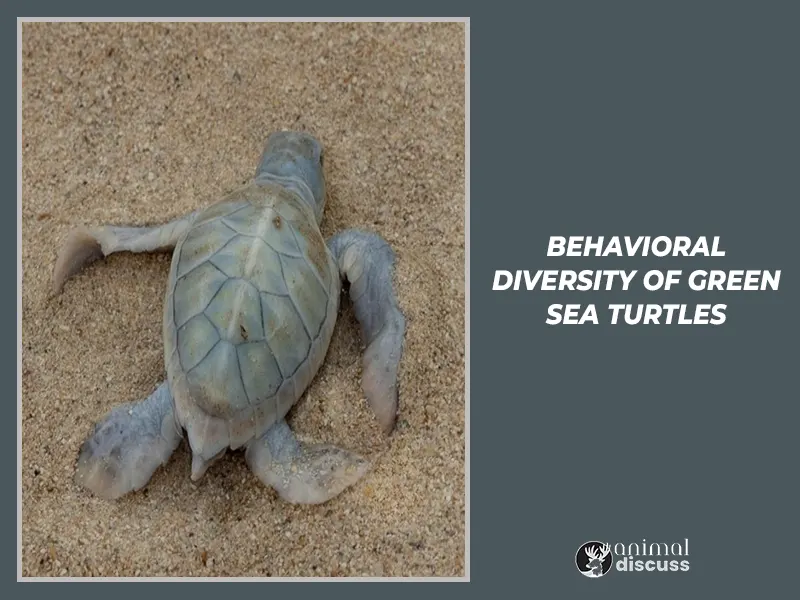 Behavioral Diversity of Green Sea Turtles.