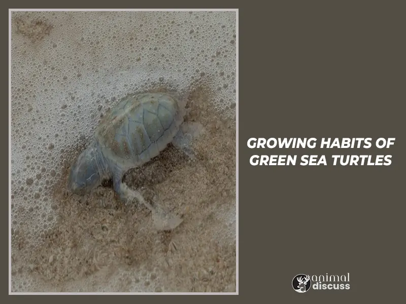 Growing Habits of Green Sea Turtles.