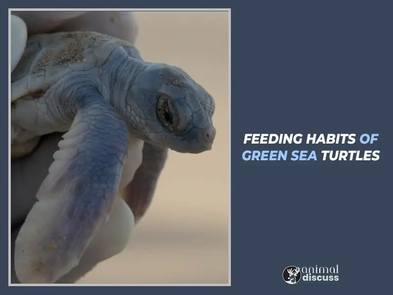 Feeding Habits of Green Sea Turtles.