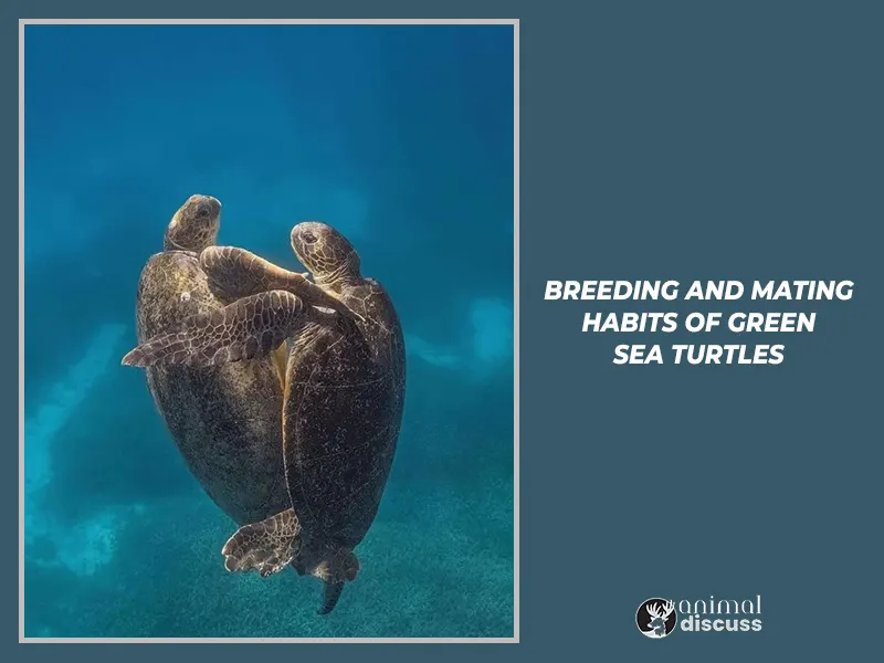 Breeding And Mating Habits of Green Sea Turtles.
