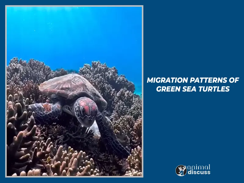 Migration Patterns of Green Sea Turtles.