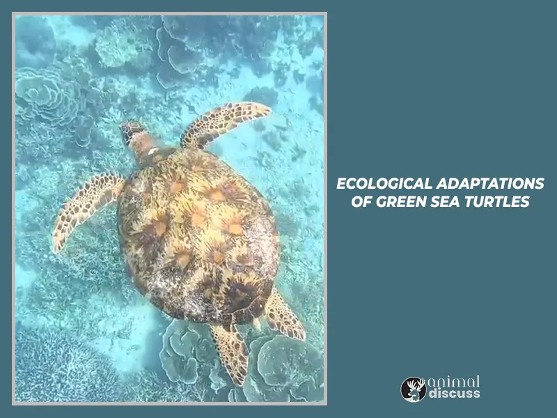 Ecological Adaptations of Green Sea Turtles.