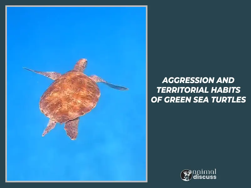 Aggression and Territorial Habits of Green Sea Turtles.