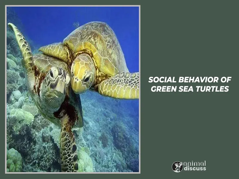 Social Behavior of Green Sea Turtles.