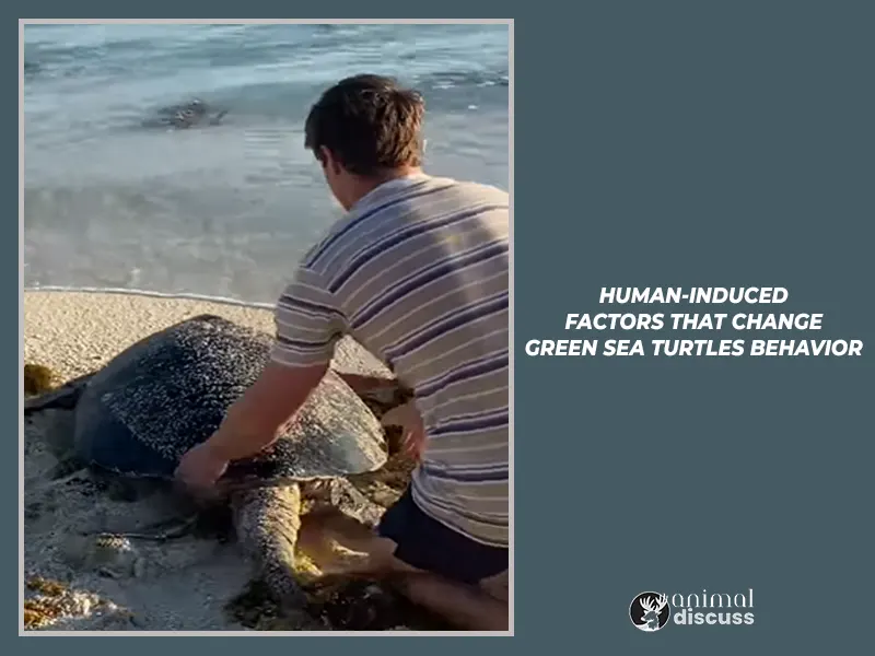 Human-Induced Factors That Change Green Sea Turtles Behavior.