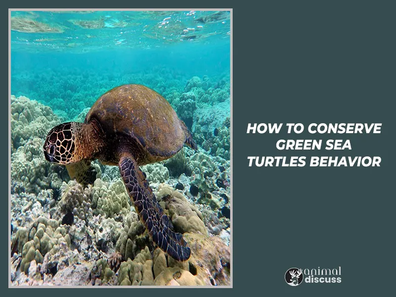 How to Conserve Green Sea Turtles Behavior.