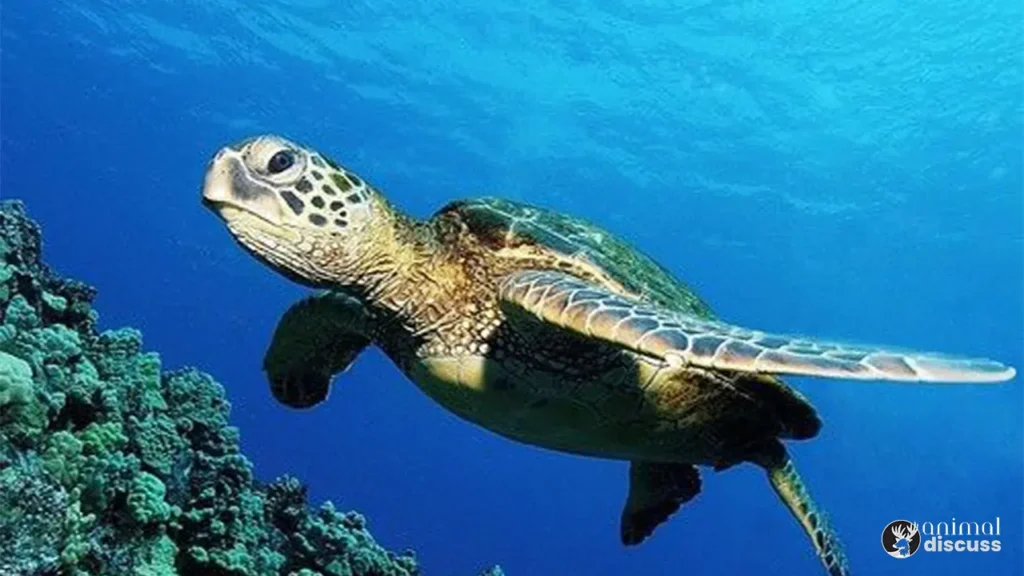 Behavioral facts of Loggerhead Sea Turtle