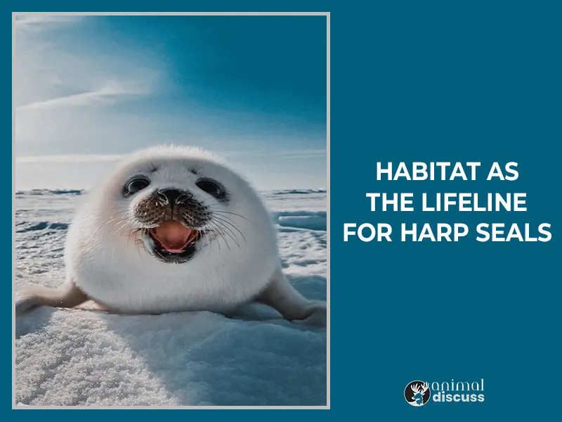 Habitat as the Lifeline for Harp Seals