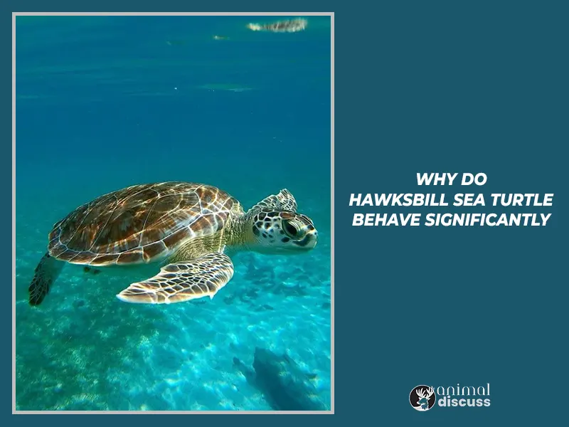 Why do Hawksbill Sea Turtle behave significantly