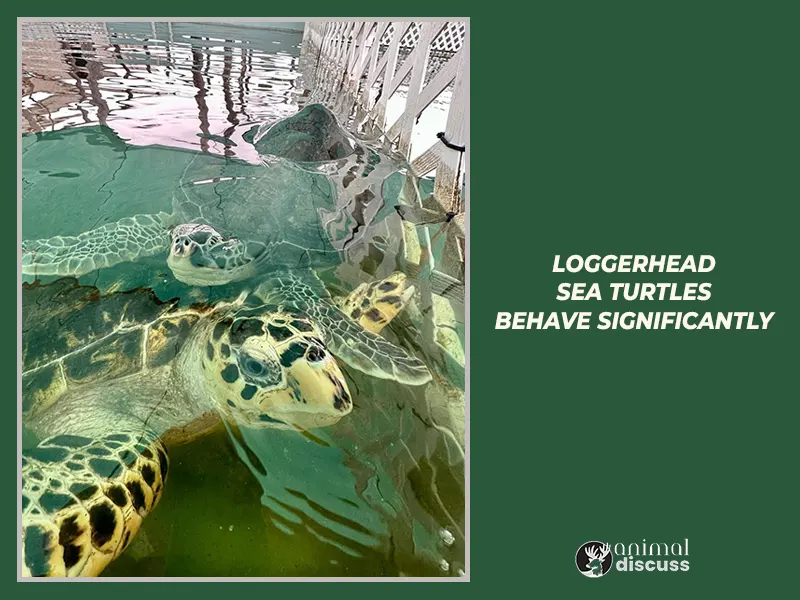 Why do Loggerhead Sea Turtles behave significantly