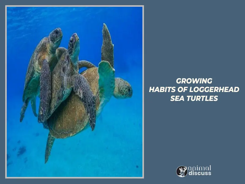 Growing habits of Loggerhead Sea Turtles