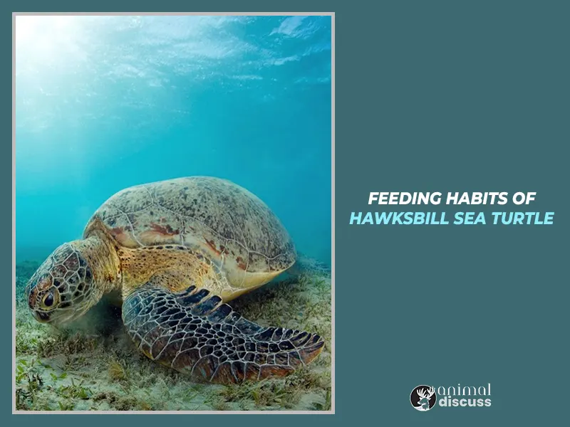 Feeding habits of Hawksbill Sea Turtle