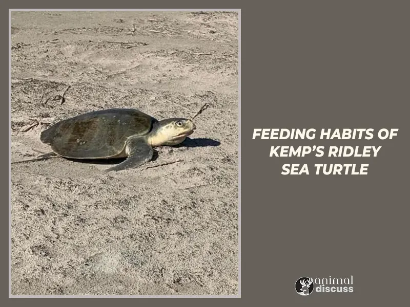 Feeding habits of Kemp’s Ridley Sea Turtle