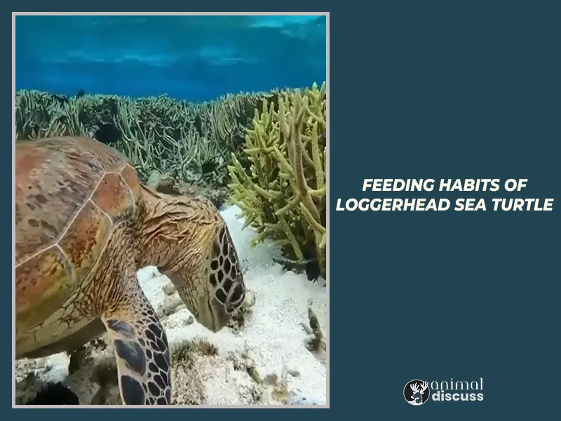 Feeding habits of Loggerhead Sea Turtles