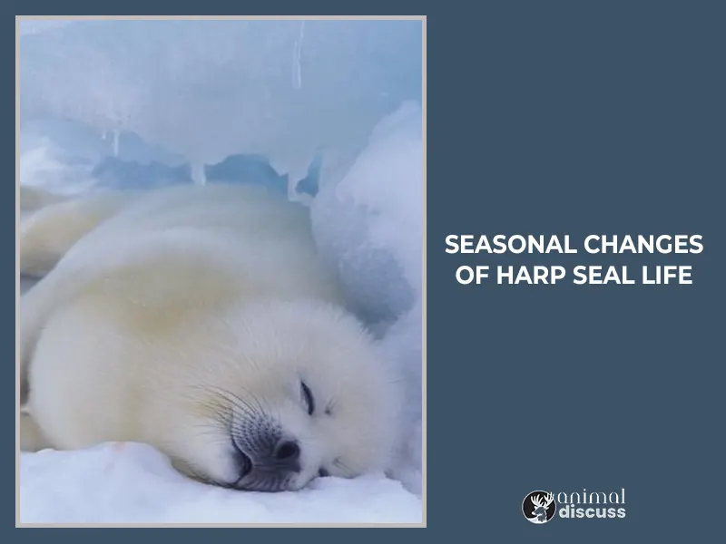 Seasonal Changes – The Rhythm of Harp Seal Life