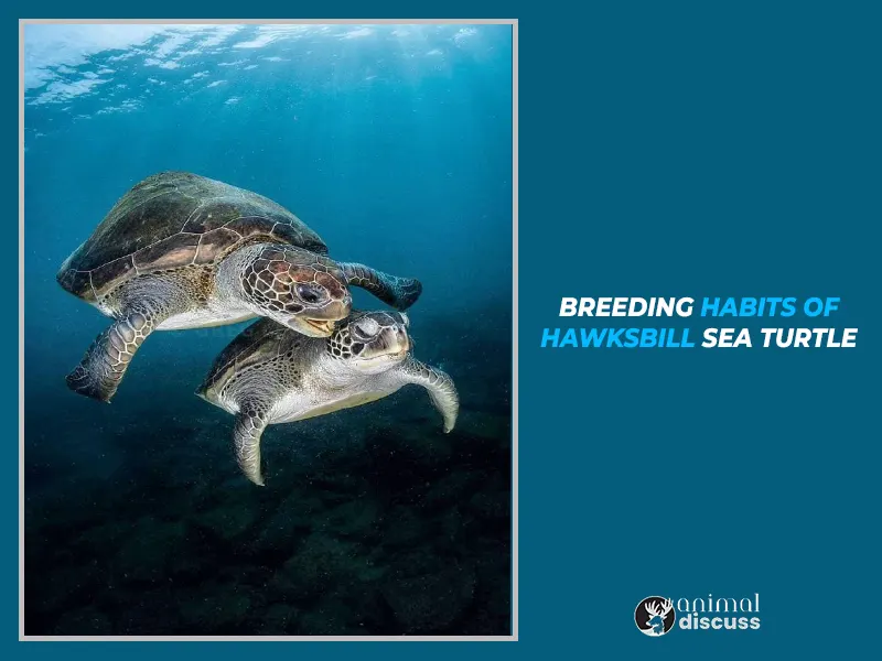 Breeding (Mating) Habits of Hawksbill Sea Turtle