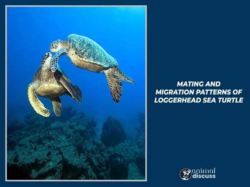 Mating And Migration Patterns of Loggerhead Sea Turtle
