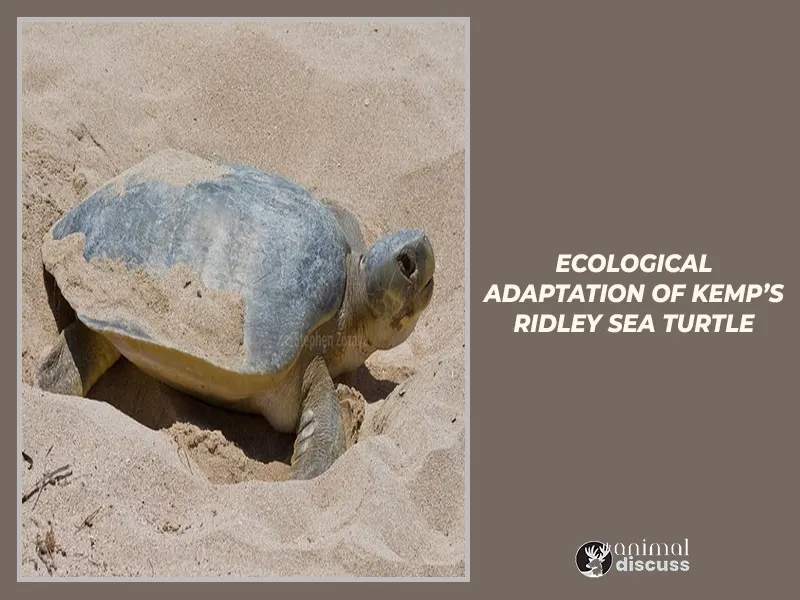 Ecological Adaptation of Kemp’s Ridley Sea Turtle
