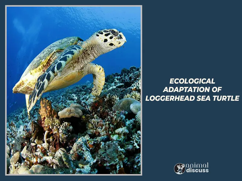 Ecological Adaptation of Loggerhead Sea Turtle