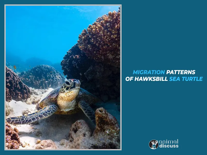 Migration Patterns of Hawksbill Sea Turtle