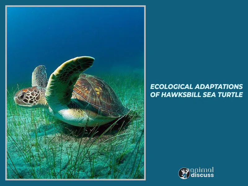 Ecological adaptations of Hawksbill Sea Turtle