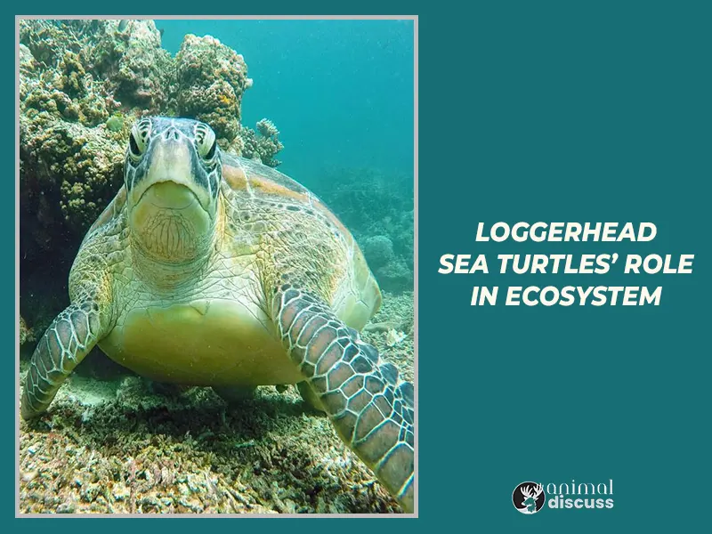 Loggerhead Sea Turtles’ role in ecosystem
