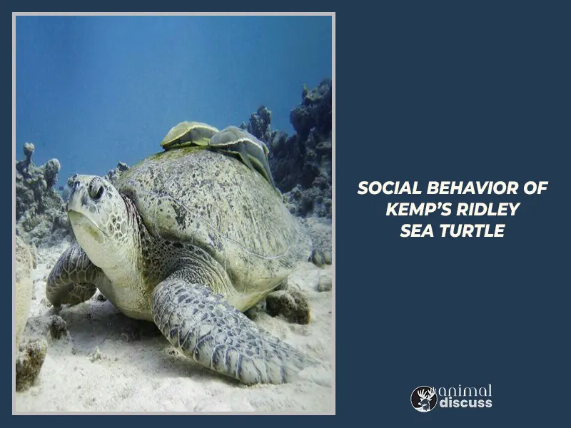 Social Behavior of Kemp’s Ridley Sea Turtle