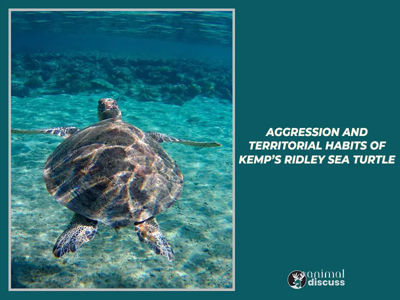 Aggression and Territorial Habits of Kemp’s Ridley Sea Turtle