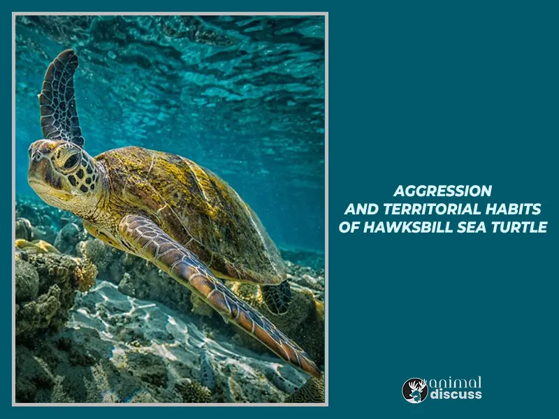 Aggression and territorial habits of Hawksbill Sea Turtle