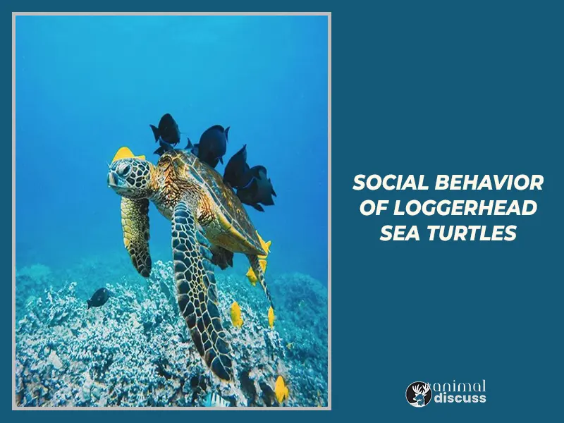 Social Behavior of Loggerhead Sea Turtles