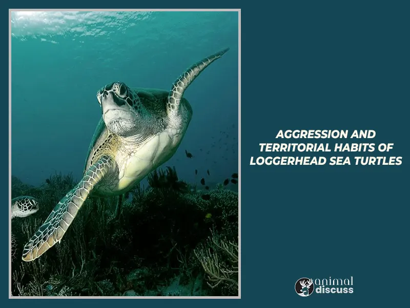 Aggression and Territorial Habits of Loggerhead Sea Turtles