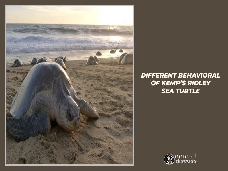 Facts that influence different Behavioral Traits of Kemp’s Ridley Sea Turtle
