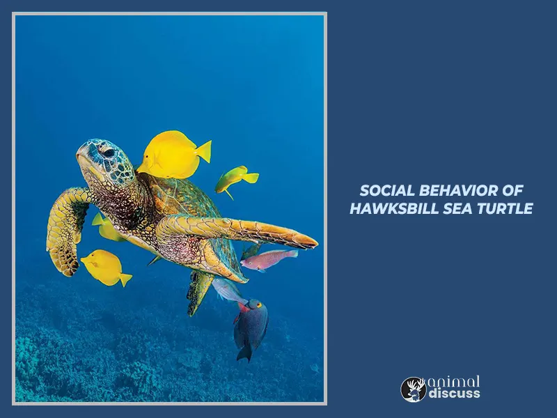 Social Behavior of Hawksbill Sea Turtle