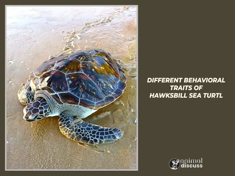 Factors that influence different behavioral traits of Hawksbill Sea Turtles