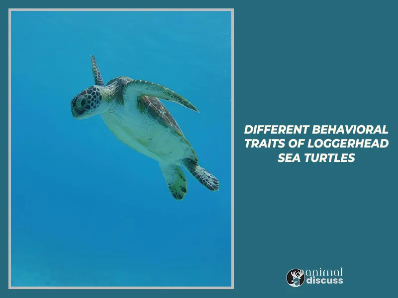 Facts that influence different Behavioral Traits of Loggerhead Sea Turtles