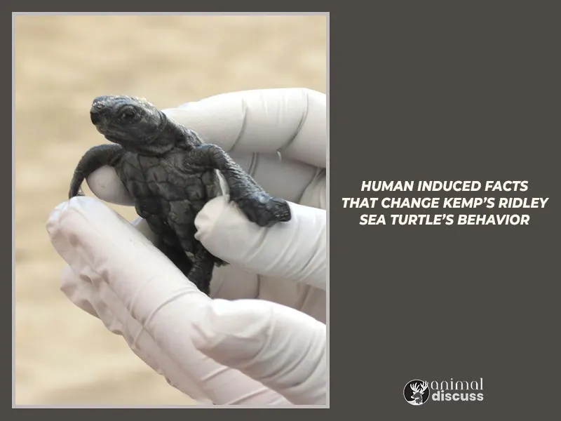 Human Induced Facts That Change Kemp’s Ridley Sea Turtle’s Behavior