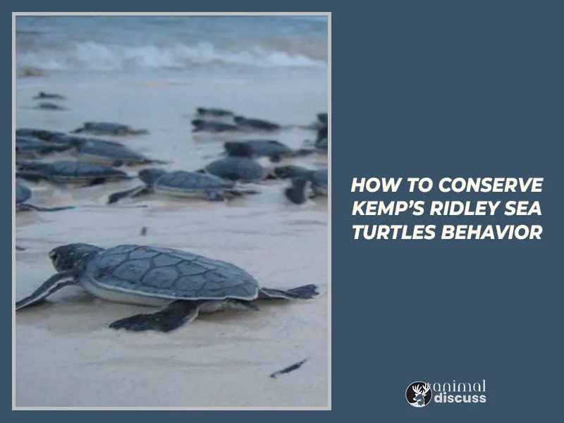 How to conserve Kemp’s Ridley Sea Turtles Behavior