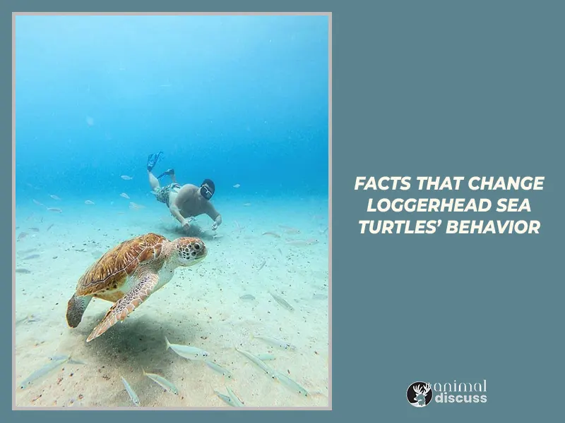 Human Induced Facts That Change Loggerhead Sea Turtles’ Behavior