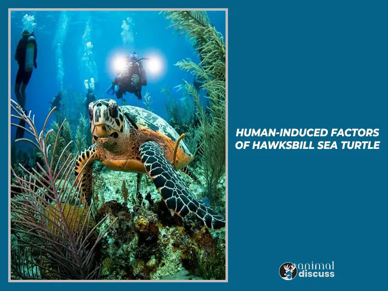 Human-induced factors that change animal behavior of Hawksbill Sea Turtle