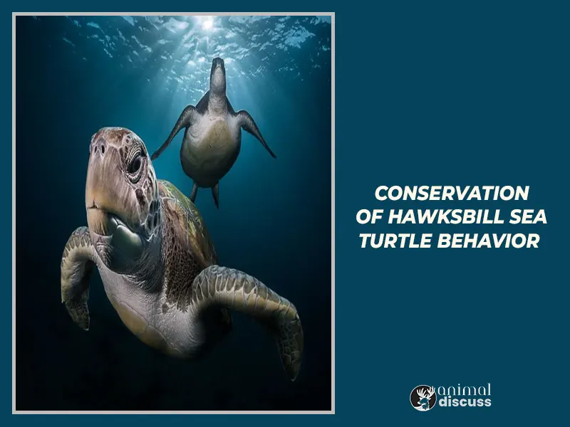 Conservation of Hawksbill Sea Turtle behavior
