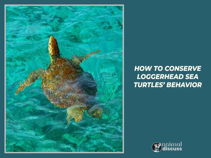 How to conserve Loggerhead Sea Turtles’ Behavior