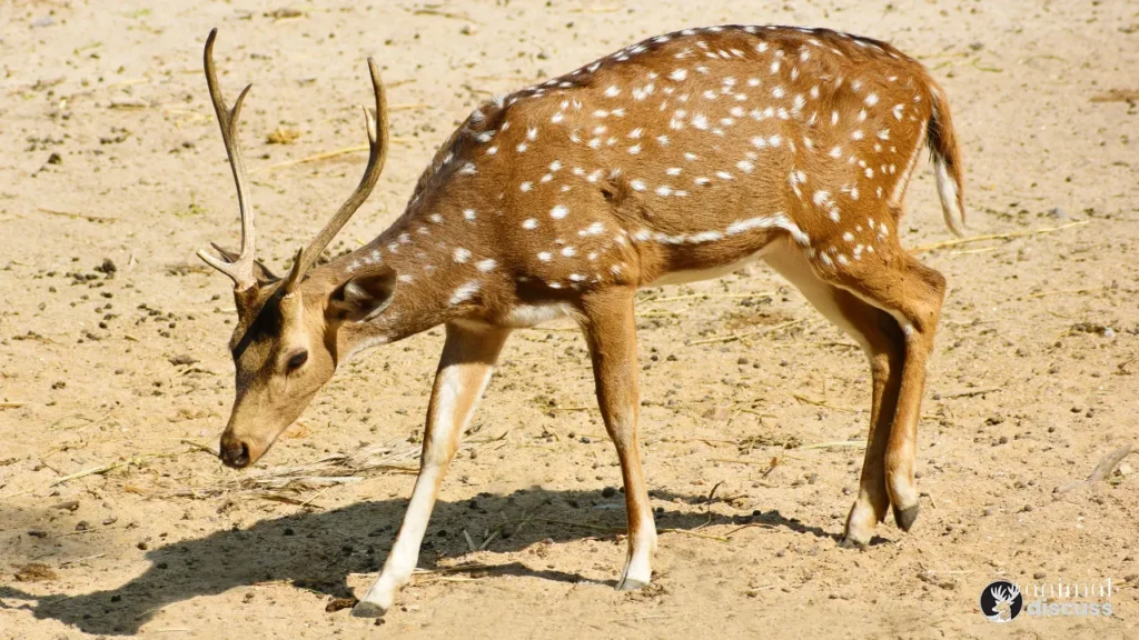 Behavioral Facts of Deer