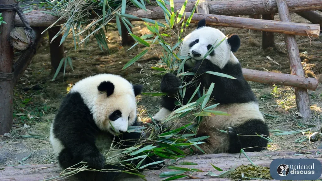 Habitat Of Giant Pandas