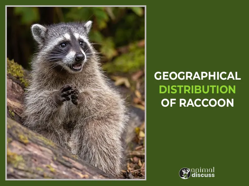 Geographical Distribution Of Raccoon