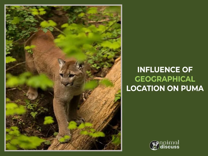 The Influence of Geographical Location on Puma