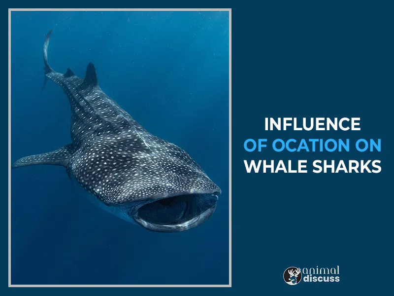 The Influence of Location on Whale Sharks