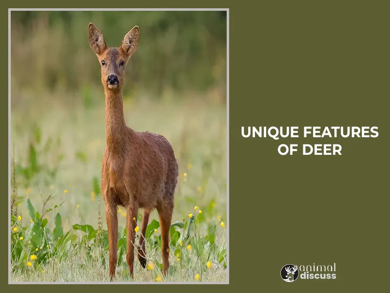 What Are A Few Unique Features And Characteristics Of Deer
