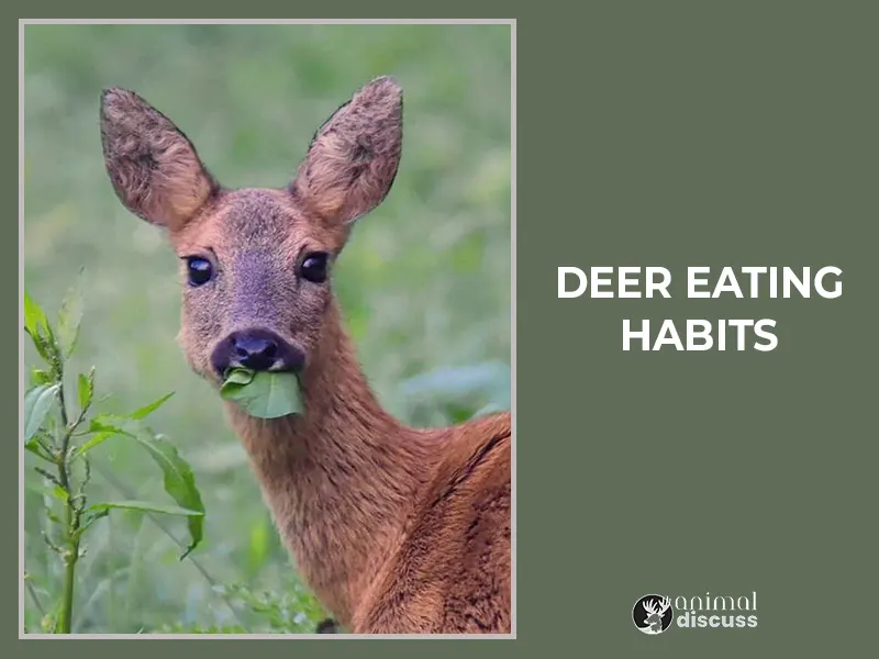 What Are the Eating Habits of Deer