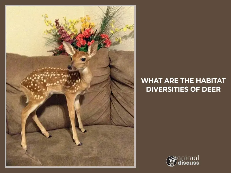 What are the Habitat Diversities and Distribution of Deer